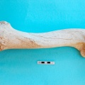 camelus_dromedarius-13.jpg