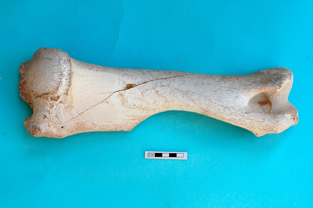 Humérus : vue postérieure