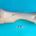 camelus_dromedarius-14.jpg