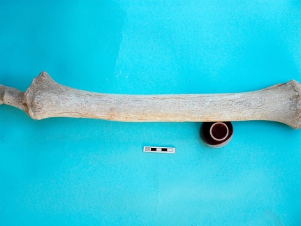 Radius et ulna : vue antérieure (19223 visites) Camelus dromedarius - Adulte - Éléments gauchesCollection : Mission syro-japonaise d'Ain el-Kerkh ... Radius et ulna : vue antérieure