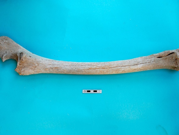 Radius et ulna : vue latérale (19739 visites) Camelus dromedarius - Adulte - Éléments gauchesCollection : Mission syro-japonaise d'Ain el-Kerkh ... Radius et ulna : vue latérale