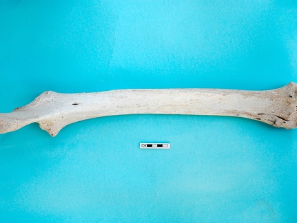 Radius et ulna : vue postérieure (18760 visites) Camelus dromedarius - Adulte - Éléments gauchesCollection : Mission syro-japonaise d'Ain el-Kerkh ... Radius et ulna : vue postérieure