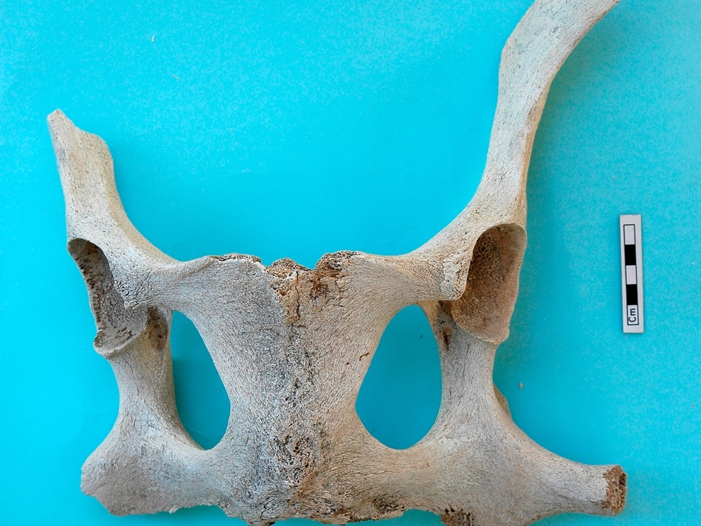 Pelvis : vue dorsale (18603 visites) Camelus dromedarius - AdulteCollection : Mission syro-japonaise d'Ain el-Kerkh (dir. Akira Tsuneki -... Pelvis : vue dorsale