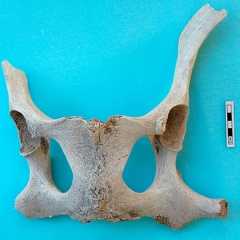 Pelvis : vue dorsale (18597 visites) Camelus dromedarius - AdulteCollection : Mission syro-japonaise d'Ain el-Kerkh (dir. Akira Tsuneki -... Pelvis : vue dorsale