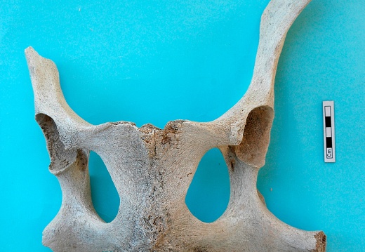 Pelvis : vue dorsale (18579 visites) Camelus dromedarius - AdulteCollection : Mission syro-japonaise d'Ain el-Kerkh (dir. Akira Tsuneki -... Pelvis : vue dorsale