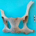 camelus_dromedarius-19.jpg