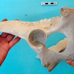 Pelvis : vue latérale gauche (20783 visites) Camelus dromedarius - AdulteCollection : Mission syro-japonaise d'Ain el-Kerkh (dir. Akira Tsuneki -... Pelvis : vue latérale gauche