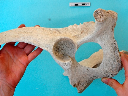 Pelvis : vue latérale gauche (20786 visites) Camelus dromedarius - AdulteCollection : Mission syro-japonaise d'Ain el-Kerkh (dir. Akira Tsuneki -... Pelvis : vue latérale gauche