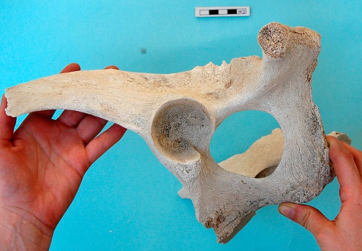 Pelvis: vista lateral izquierda