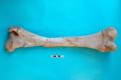 Fémur : vue postérieure