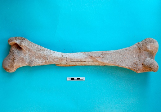 Femur: posterior view