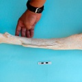 camelus_dromedarius-23.jpg