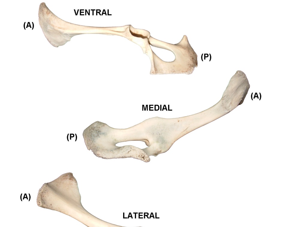 Coxal gauche