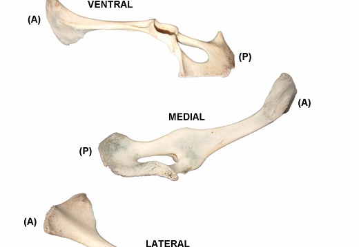 Left coxal