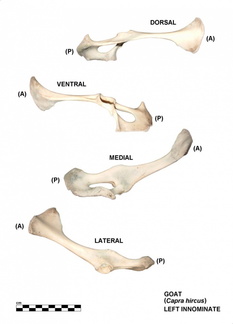 Coxal gauche
