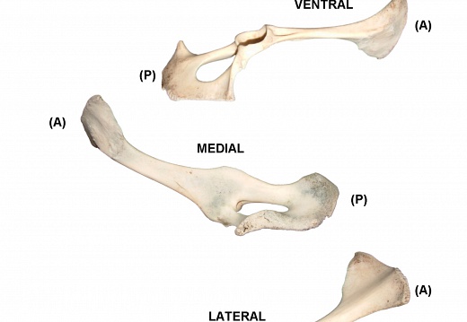 Coxal derecho