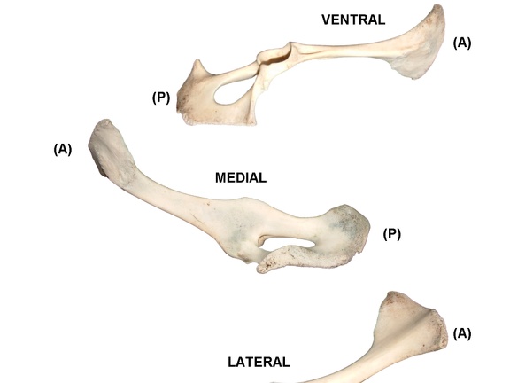 Coxal derecho