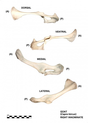 Coxal droit