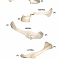 Capra-Coxal-Right.jpg