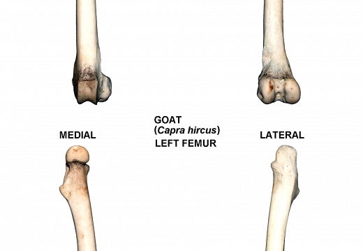 Left femur