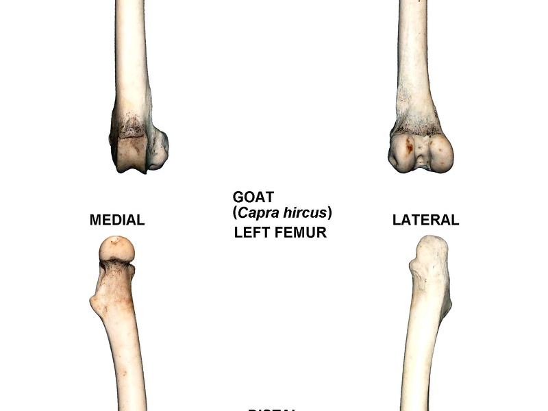 Left femur