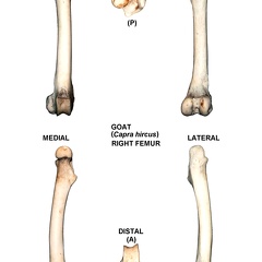 Right femur (25759 visits)
Right femur of goat (Capra hircus)Photo author: Albert Fischer - Date: 27/04/2014.For more informa... Right femur