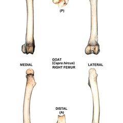 Right femur