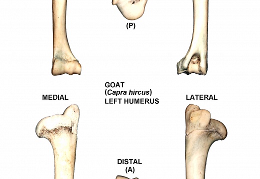 Left humerus