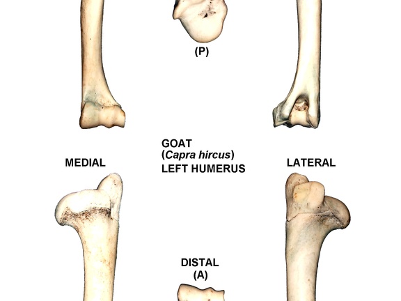 Left humerus