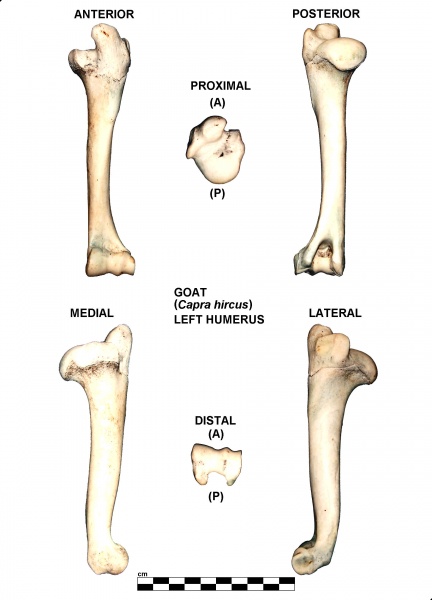 Capra-Humerus-Left.jpg