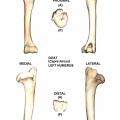 Capra-Humerus-Left.jpg
