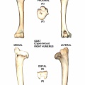 Humérus droit