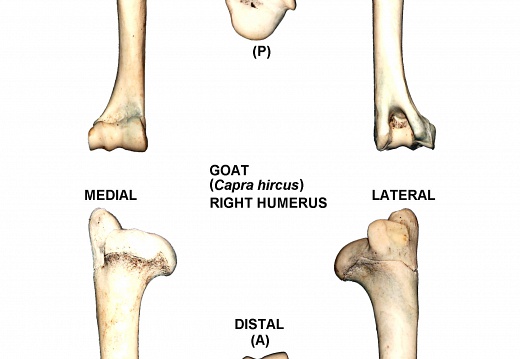 Humérus droit