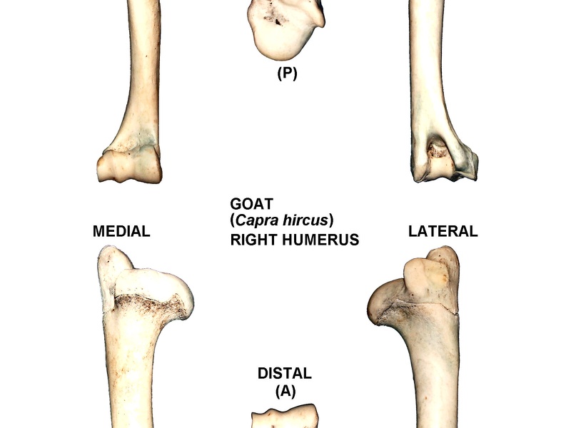 Humérus droit