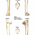 Capra-Humerus-Right.jpg