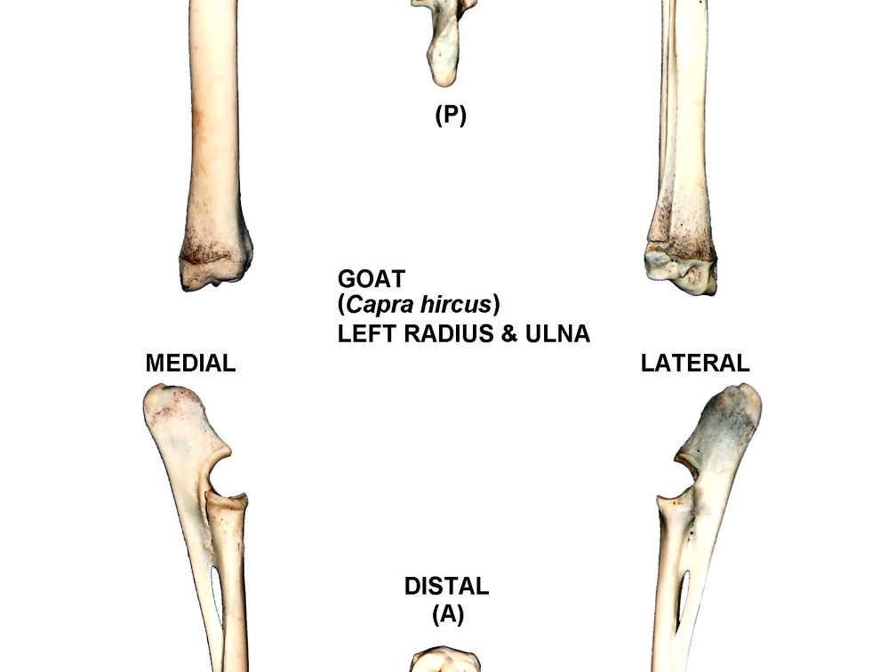 Radius et ulna gauches (26515 visites) Radius et ulna gauches de chèvre (Capra hircus)Auteur photo : Albert Fischer - Date : 27/04/2014Pou... Radius et ulna gauches