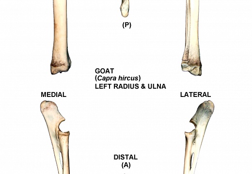 Left radius and ulna