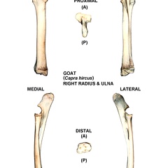 Radius et ulna droits (25109 visites) Radius et ulna droits de chèvre (Capra hircus)Auteur photo : Albert Fischer - Date : 27/04/2014Pour... Radius et ulna droits
