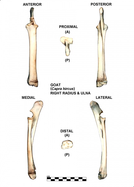 Capra-Radius-Ulna-Right.jpg