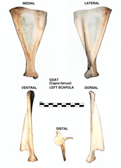 Scapula gauche