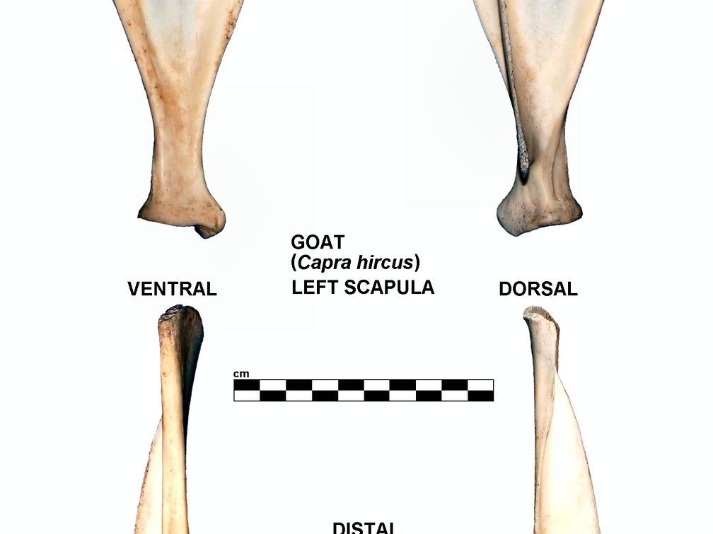 Scapula gauche (24807 visites) Scapula gauche de chèvre (Capra hircus)Auteur photo : Albert Fischer - Date : 27/04/2014Pour plus d... Scapula gauche