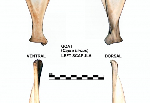 Escápula izquierda