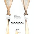 Capra-Scapula-Left.jpg
