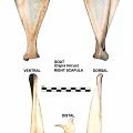 Right scapula