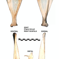 Scapula droite (25337 visites) Scapula droite de chèvre (Capra hircus)Auteur photo : Albert Fischer - Date : 27/04/2014Pour plus d... Scapula droite