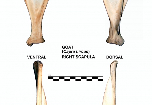 Right scapula