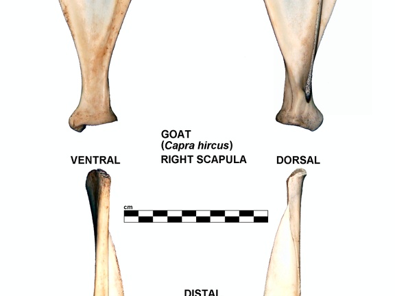 Scapula droite (25337 visites) Scapula droite de chèvre (Capra hircus)Auteur photo : Albert Fischer - Date : 27/04/2014Pour plus d... Scapula droite