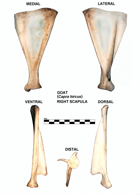 Right scapula