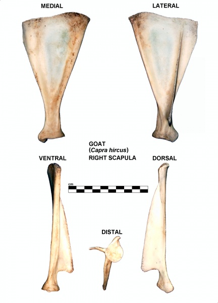 Capra-Scapula-Right.jpg