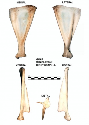 Scapula droite